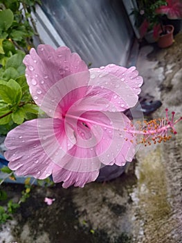 Hibiscus flowers or better known as hibiscus come from warm climates