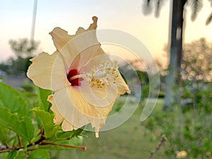 Hibiscus flowers bloom in the morning