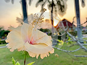 Hibiscus flowers bloom in the morning