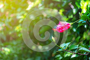 Hibiscus flowers blooming on blurred green leaves background