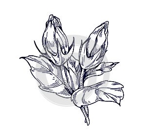 Hibiscus flowers. Botanical vintage drawing of floral plant, unblown buds. Detailed outlined engraved blooms with leaf