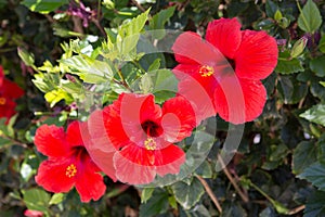 Hibiscus flowers on the bush