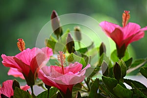 Hibiscus flowers and foliage