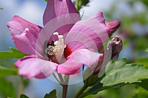 Hibiscus flowers in the garden close up in the garden