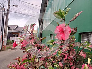 hibiscus flowers that grow on the side of a residential road