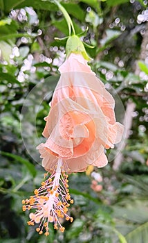 hibiscus flowers have not fully bloomed