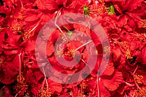 Hibiscus flowers in Kalighat, Kolkata