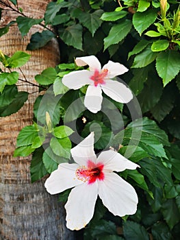 Hibiscus flowers in Kos, Greece