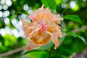 Hibiscus flowers - orange flower