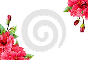 Hibiscus flowers in tropical corner arrangements isolated on white