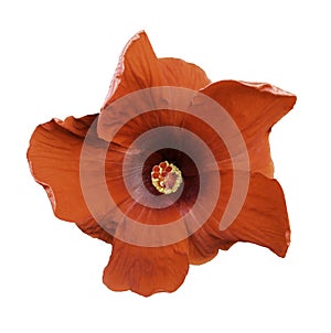 Hibiscus flowers on white isolated background