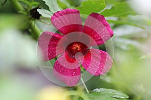 Hibiscus in forest - wild flower