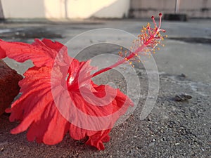 Hibiscus fragilis flower