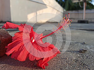 Hibiscus fragilis flower