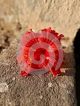 Hibiscus fragilis flower