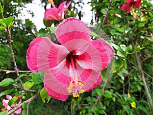 Hibiscus fragilis mandrinette thailand flower red beatifull