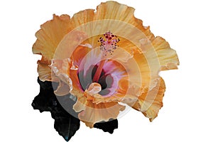 Hibiscus Frilly Peachy Yellow