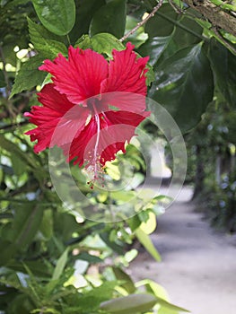 Hibiscus Fukugi Namiki