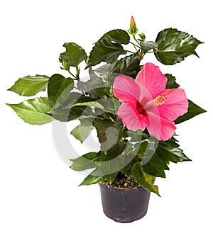 Hibiscus Gemegd