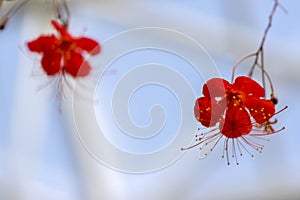 Hibiscus grandidieri tropical red flowering plant, beautiful flowers in bloom, also called Red Chinese Lantern Hibiscus