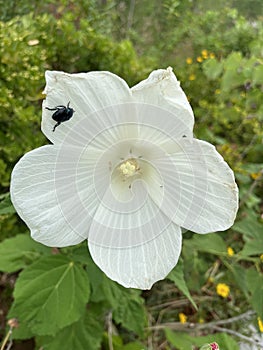 Hibiscus grandiflorus