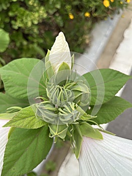 Hibiscus grandiflorus