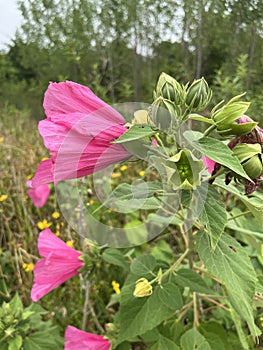 Hibiscus grandiflorus