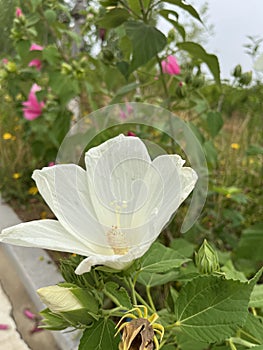 Hibiscus grandiflorus