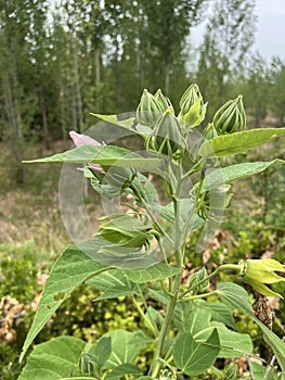 Hibiscus grandiflorus