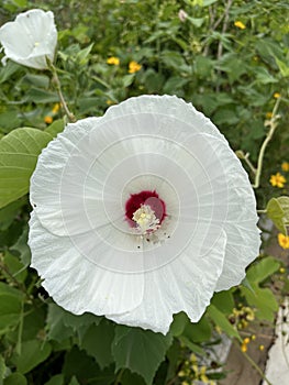 Hibiscus grandiflorus