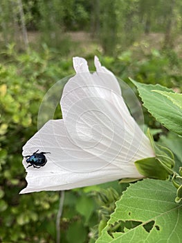 Hibiscus grandiflorus