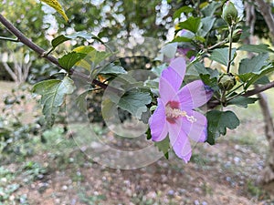 Hibiscus grandiflorus