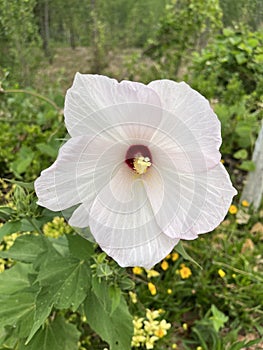 Hibiscus grandiflorus photo