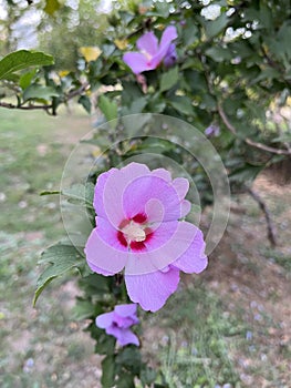 Hibiscus grandiflorus