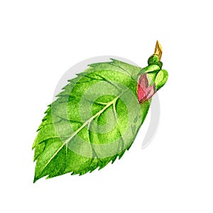 Hibiscus green leaf, bud isolated on white background. Watercolor hand drawn botanic illustration. Art for floral design