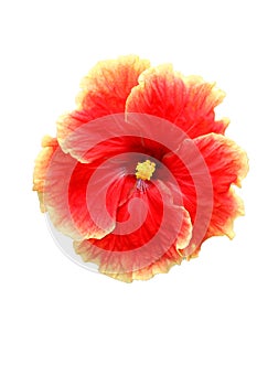hibiscus (Hibiscus