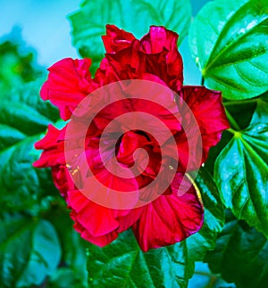 Hibiscus. Hibiscus flower. Red hibiscus flower. A branch of of a