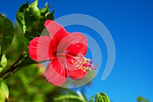 Hibiscus-Hibiscus sp.