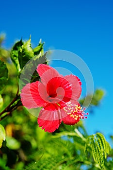 Hibiscus-Hibiscus sp.