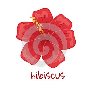 Hibiscus illustration. Vibrant red tropical flower. Realistic botanical hand drawn painting isolated on white background