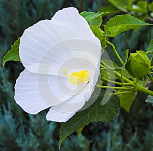 Hibiscus. Karkade. Hibiscus flower. white hibiscus flower on a g
