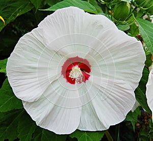 Hibiscus 'Kopper King'