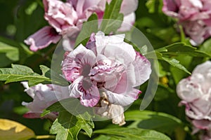 Hibiscus `Lady Stanley`