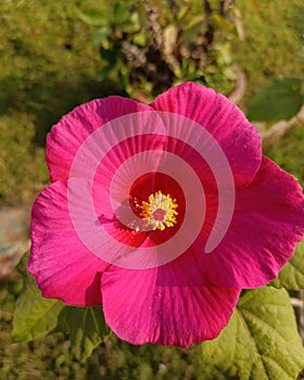 A Hibiscus laevis flower