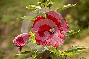 Hibiscus, a large fresh red flower in the garden. This flower makes great aromatic teas