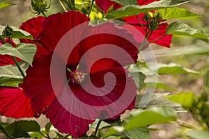 Hibiscus, a large fresh red flower in the garden. This flower makes great aromatic teas