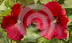 Hibiscus, a large fresh red flower in the garden. This flower makes great aromatic teas