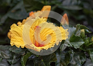 Hibiscus Longlife. Portrait. Flowers for gardens, parks, balconies