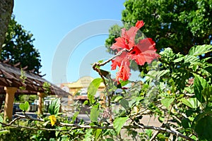 Bunga Raya flower in park photo