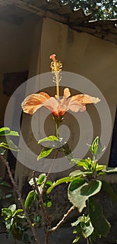 Orange Hibiscus Flower Full Bloom on Nature Background